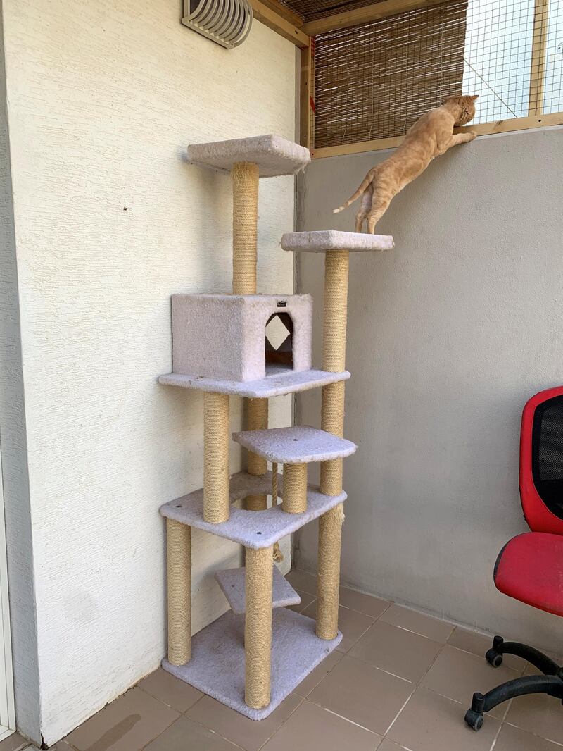 An old cat tree gets added into the catio with scratching posts.