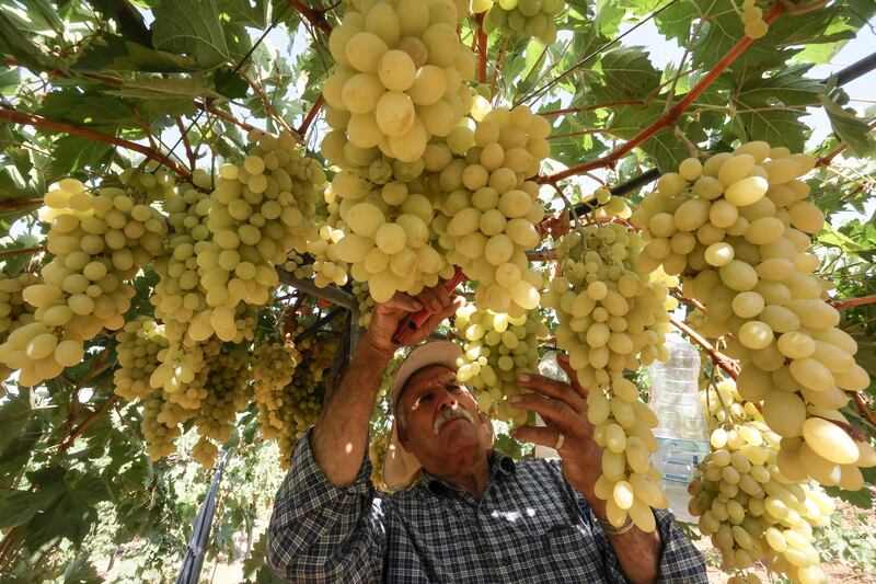 A Palestinian collects grapes to make traditional grape malban, a mixture of grapes and semolina, at Halhoul village near the West Bank town of Hebron. AFP