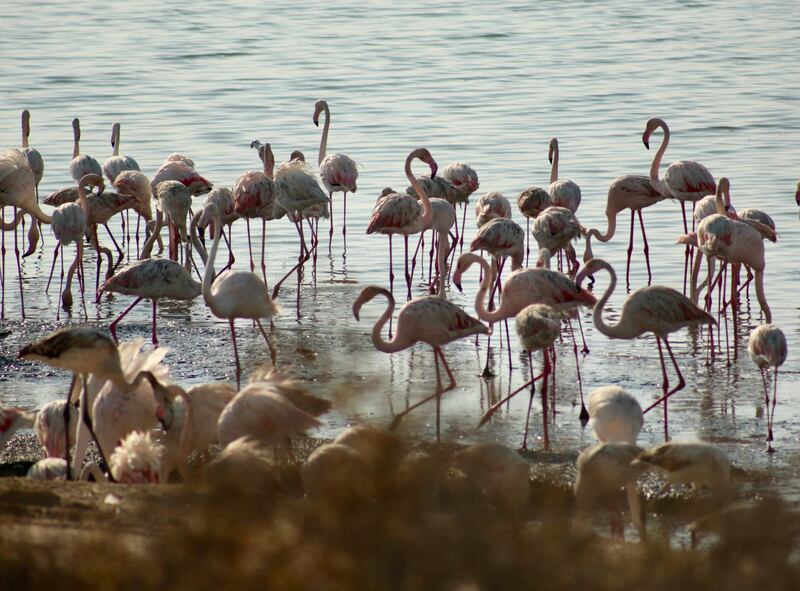 Flamingos at Al Wathba Wetland Reserve in Abu Dhabi. Louise Burke / The National
