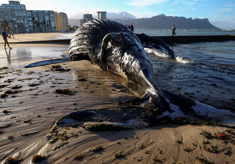 A dead humpback whale is washed ashore on Strand beach, the Western Cape, South Africa. 