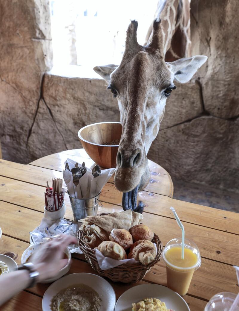 Abu Dhabi, United Arab Emirates, August 4, 2019.  Breakfast with giraffes at the Emirates Park Zoo.  —  The more daring giraffe, Amy, sticks her head in for a taste of the bread rolls.
 Victor Besa/The National
Section:  NA
Reporter:  Sophie Prideaux
