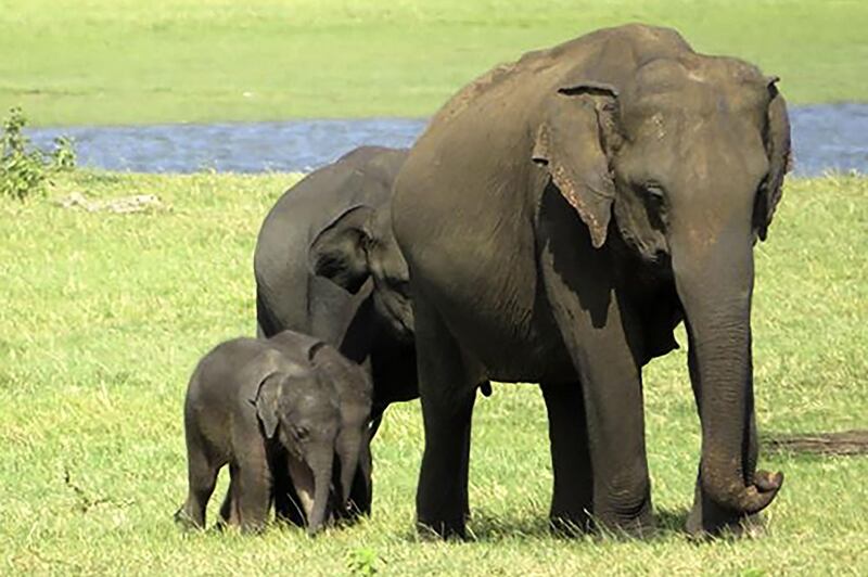 A pair of baby elephants with their mother at the Minneriya National Park, north-east of Colombo in Sri Lanka. AFP