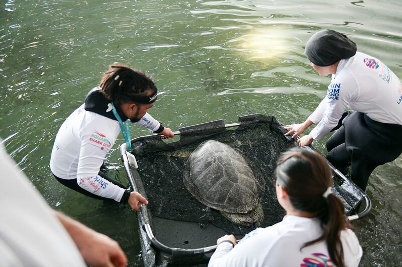 Turtle rehabilitation is especially a big deal for the UAE, as it is home to five of seven species of marine turtles