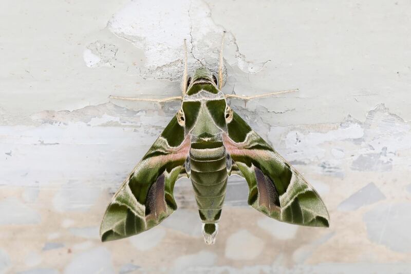 Daphnis nerii, the Oleander Hawk-Moth or army green moth in Jerusalem.  EPA