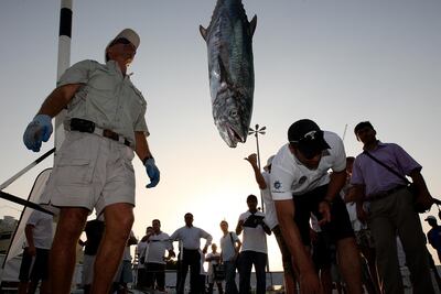 
FUJAIRAH, UNITED ARAB EMIRATES Ð Oct 15: Greg Heinricks, referee of Fujairah Classic (left) measuring the weight of a King fish caught by team Bite Me in the Fujairah Classic at Fujairah International Marine Club in Fujairah. Weight of the king fish is 8.5 kg. (Pawan Singh / The National) For Sports. Story by Euan Megson




 *** Local Caption ***  PS1510- FUJAIRAH CLASSIC003.jpg