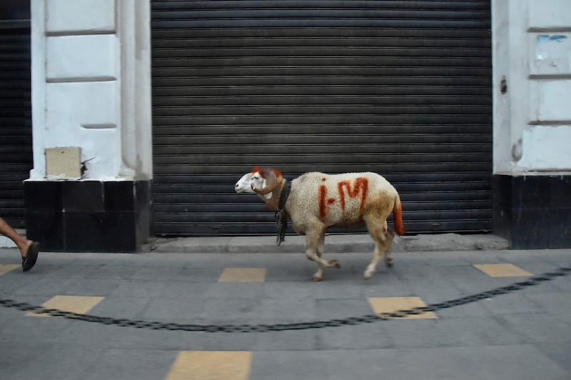 An Algerian man leads his fighting ram back home before a curfew is imposed.  AFP