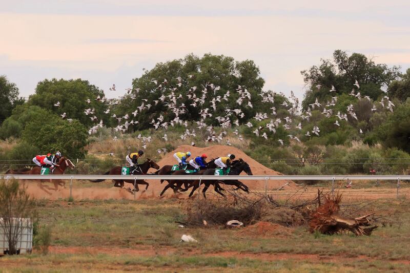 A flock of Galahs are disturbed during the Cobar Races at Cobar Miners' Race Club in Australia, on Saturday, May 8. Getty