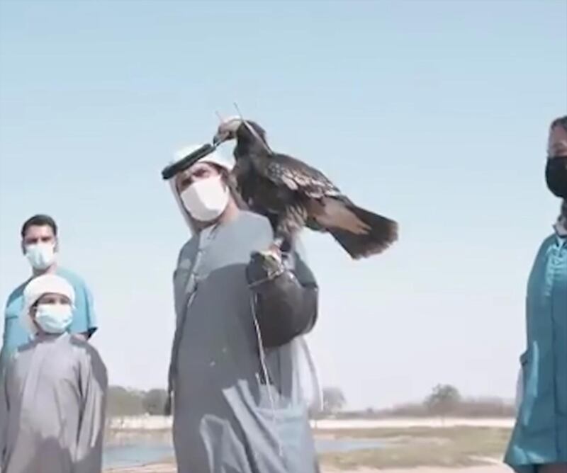 The eagle was tagged and released by Dubai Falcon Hospital. 