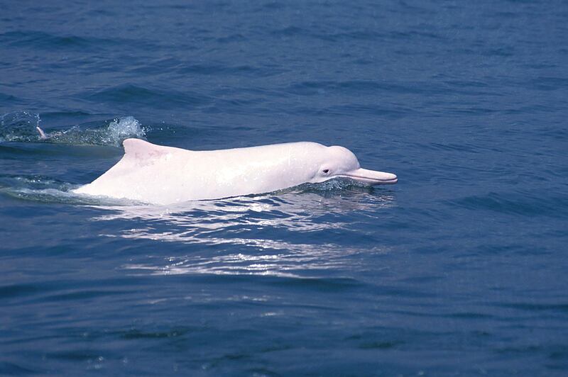 Indian Ocean humpback dolphin (Sousa plumbea)
- IUCN status: Endangered
- Often become entangled in fishing nets
- A recent census found 701 individuals, so the waters off Abu Dhabi have the world's largest single population. Roland Seitre / Minden 