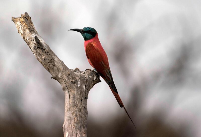 A bee-eater pictured at Dinder National Park in Sudan. AFP