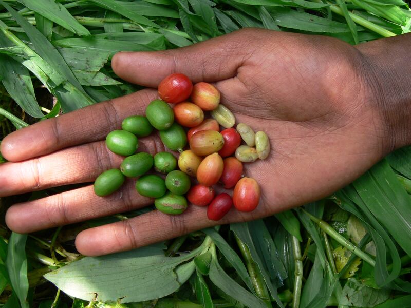 Arabica coffee fruits south-west Ethiopia. Photo: Royal Botanic Gardens Kew