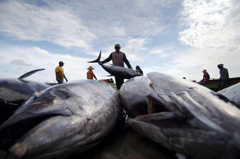 This photo taken on May 10, 2009 shows fishermen unloading a fresh catch of tuna at Bali's fishing village in Jimbaran. Rising water temperatures, sea levels and acidity are threatening to destroy the vast region of southeast Asia known as the Coral Triangle, labelled the ocean's answer to the Amazon rainforest, the WWF said in a report. A meeting on May 15 will see leaders from the six Coral Triangle nations pass a joint plan on conserving the region marine ecosystem.    AFP PHOTO/SONNY TUMBELAKA