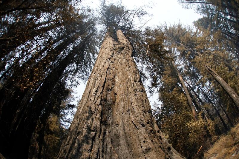 An old-growth redwood tree named "Father of the Forest" is still standing in Big Basin Redwoods State Park, California. AP Photo