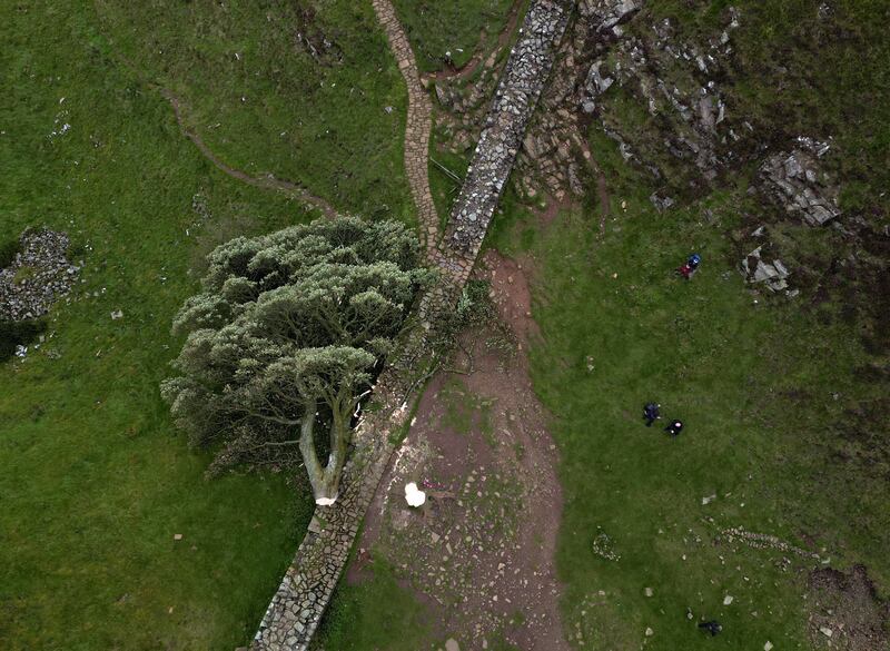 The tree at Sycamore Gap, by Hadrian's Wall, in Northumberland, northern England, after it was cut down overnight, prompting a police investigation. PA
