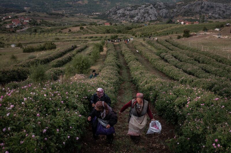 Harvest time on a rose farm in Turkey. Although coronavirus affected local shops and tourist numbers, many producers of rose-related products enjoyed an increase in online sales during the pandemic. Getty Images