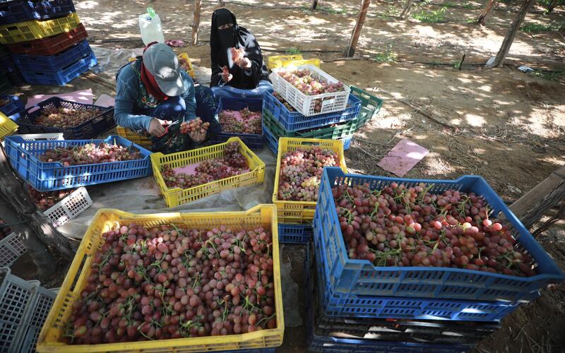 epa09270272 Worker harvest grape at the farm in Khatatba al-Minufiyah Governorate in Egypt, 14 June 2021. Table grape of this farm is exported to the EU countries, mainly Germany, England and Netherlands.  EPA-EFE/KHALED ELFIQI *** Local Caption *** 56967349