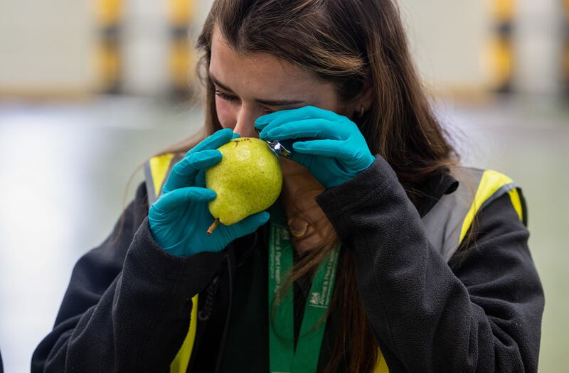 An Animal & Plant Health Agency (APHA) employee inspects a pear inside a border control post during a visit ahead of opening at London Gateway port in Stanford-le-Hope, UK, on Friday, April 26, 2024.  EU food imports to the UK are about to get more expensive and complicated as the British government implements the Brexit deal. Photographer: Chris Ratcliffe / Bloomberg