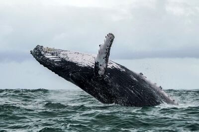 (FILES) In this file photo taken on August 12, 2018 a Humpback whale jumps in the surface of the Pacific Ocean at the Uramba Bahia Malaga National Natural Park in Colombia.  It sounds like a real-life take on "Pinocchio" -- a US lobster fisherman says he was scooped into the mouth of a humpback whale on June 11, 2021 and yet lived to tell the story. / AFP / Miguel MEDINA
