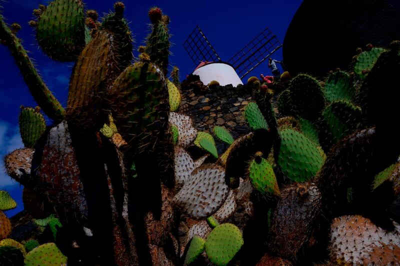 View of the Cactus Garden, created in 1991 by Spanish artist and architect Cesar Manrique, in the village of Guatiza, on the island of Lanzarote in the Canary Islands. AFP