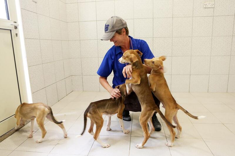 Volunteer Debbie Glass plays with the puppies at K9 Friends in Jebel Ali, Dubai. Pawan Singh / The National