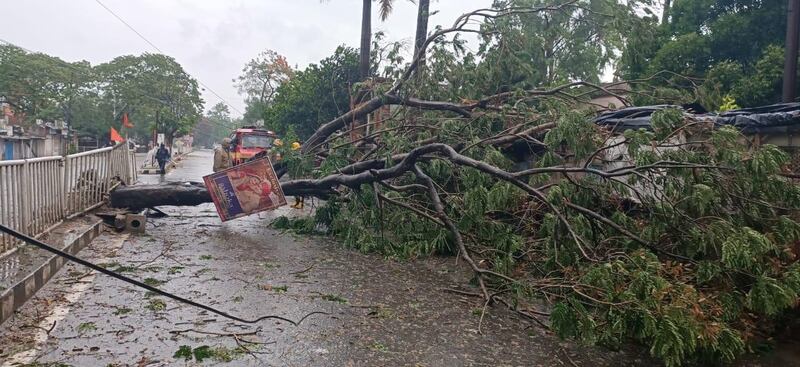 An uprooted tree lies in the middle of a road in the Bhadrak district in Odisha, India.  EPA