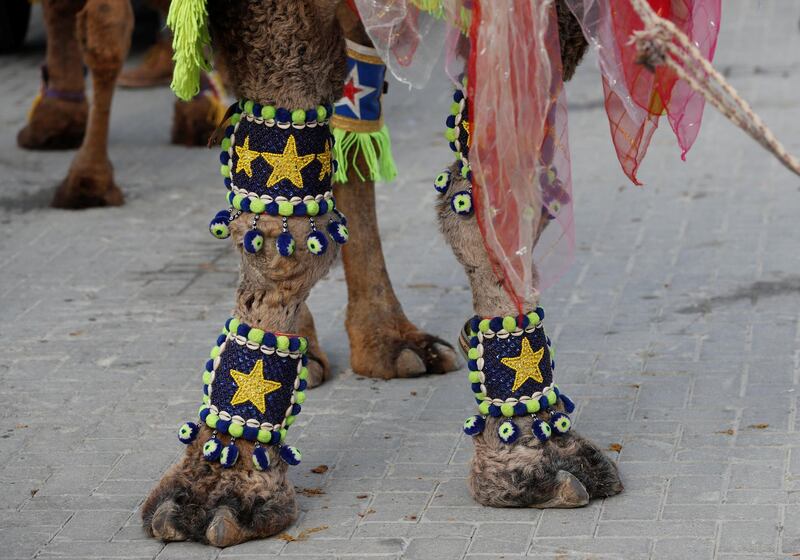 A camel adorned with colourful ornaments is paraded through the streets. Reuters