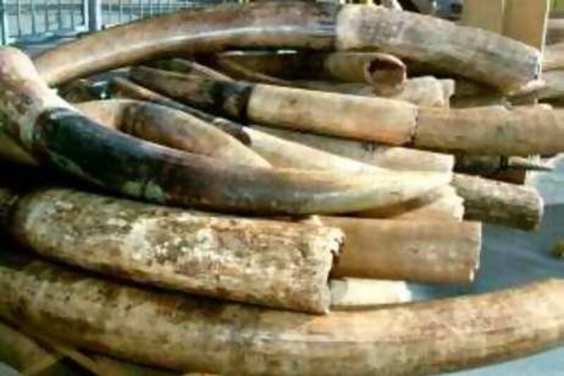 A customs officer looks at a part of the 518 kg ivory, confiscated by the Dutch customs 14 February 2001, at Schiphol Airport. The largest amount of tusks ever confiscated in the Netherlands, came from Nigeria and were meant for China.