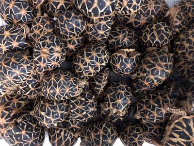 epa07412689 A handout photo made available by the Philippine Bureau of Customs (BOC) shows confiscated turtles on display during a press conference in Pasay City, north of Manila, Philippines, 03 March 2019 (issued 04 March 2019). According to reports, at least 1,500 turtles were found inside abandond luggages at Manila's international airport arrival area.  EPA/PHILIPPINE BUREAU OF CUSTOMS HANDOUT  HANDOUT EDITORIAL USE ONLY/NO SALES