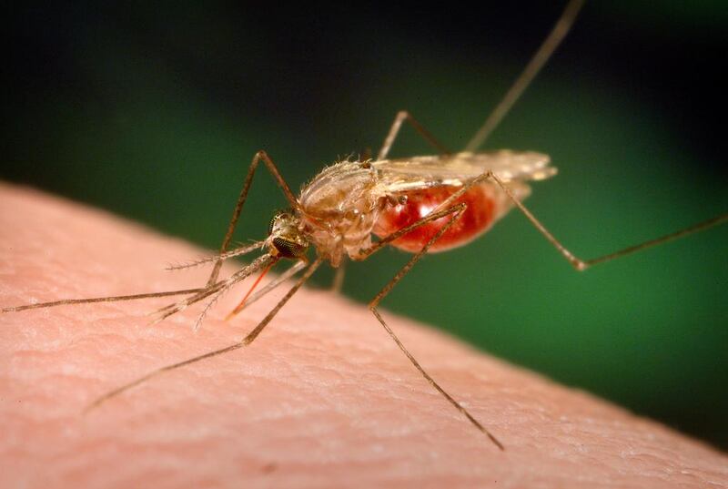 An Anopheles funestus mosquito takes a blood meal from a human host. (AP /CDC, University of Notre Dame / James Gathany)