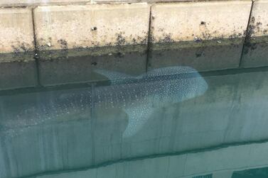 A whale shark was spotted in the shallow waters of the Bulgari Hotel marina in Jumeirah on Thursday morning. Courtesy Janaka Nuwan