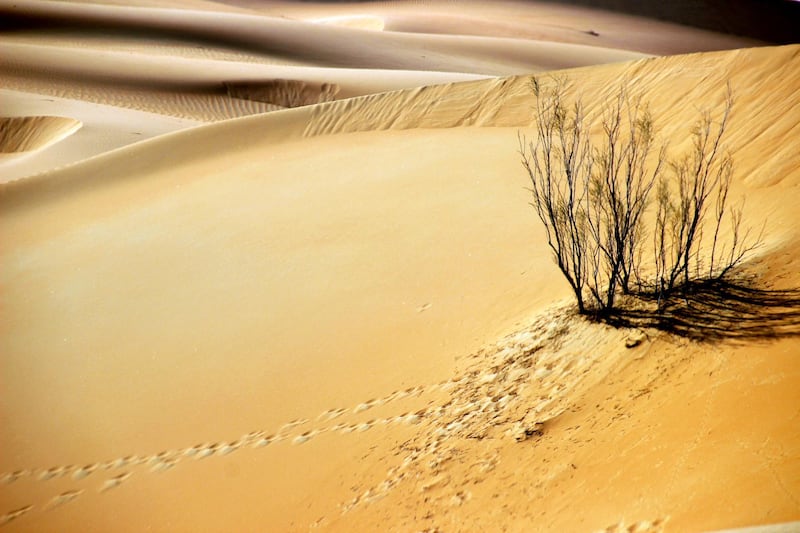 Liwa sand dunes. Olivier Escarguel / courtesy Alliance Francaise Abu Dhabi