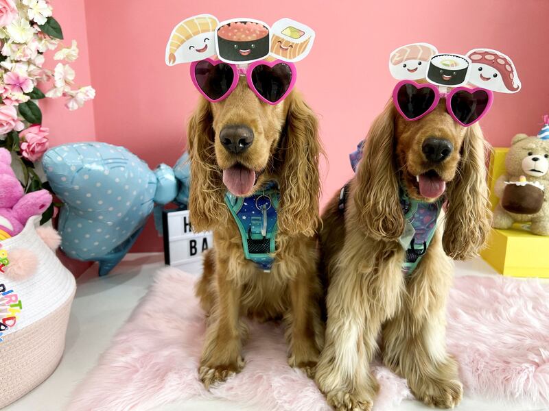 Dogs pose for a photo at Happy Bark Day, a dog cafe in Dubai. Reuters