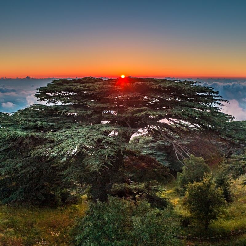 One of Lebanon's iconic Cedar trees at the Maaser El Shouf Cedar Reserve                                                                                          Photo: Rami Rizk
