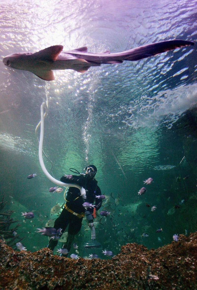 SYDNEY, AUSTRALIA - SEPTEMBER 26:  A Sydney Aquarium diver uses a vacuum to clean the gravel in the Great Barrier Reef tank as a Leopard Shark swims by September 26, 2006 in Sydney, Australia. The Aquarium is undergoing its annual spring clean to prepare for the school holidays using vacuums, along with sea creatures like Sea Cucumbers, Sea Urchins, Cleaner Wrasse Fish and Sea Stars to help complete the job.  (Photo by Ian Waldie/Getty Images)