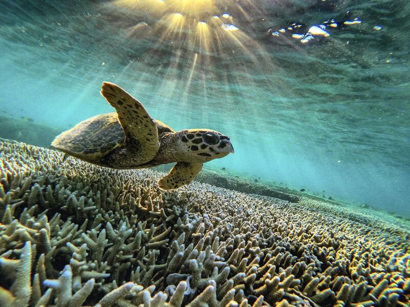 QUEENSLAND, AUSTRALIA - 2019/10/10: A green sea turtle is flourishing among the corals at lady Elliot island.

In the quest to save the Great Barrier Reef, researchers, farmers and business owners are looking for ways to reduce the effects of climate change as experts warn that a third mass bleaching has taken place. (Photo by Jonas Gratzer/LightRocket via Getty Images)