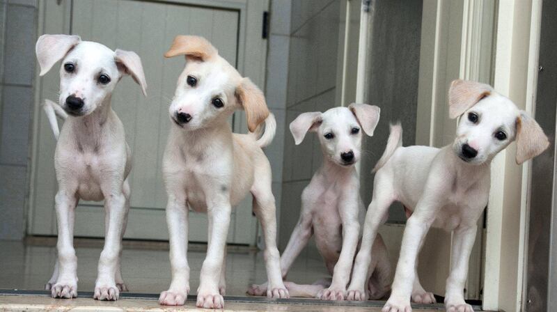 Rotana, Jumeirah, Raffles and HIlton: Meet some of K9 Friends' hotel pups. Part of a group of nine pups found at a Labour Camp at two weeks old, they were being looked after by two mums. The whole family is safe at K9 Friends now and the pups have been given names from well known hotels in the UAE.