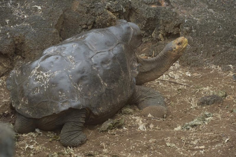 Diego the tortoise walks around a breeding centre on September 10, 2016, on Santa Cruz Island in the Galapagos archipelago, located some 1,000km off Ecuador’s coast. Rodrigo Buendia / Agence France-Presse 