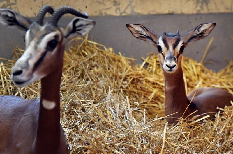 A mhorr gazelle calf rests next to its mother in Budapest Zoo in Budapest, Hungary. EPA