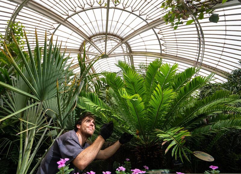 Today only a handful of cycads still exist, and many are facing possible extinction in the wild. PA