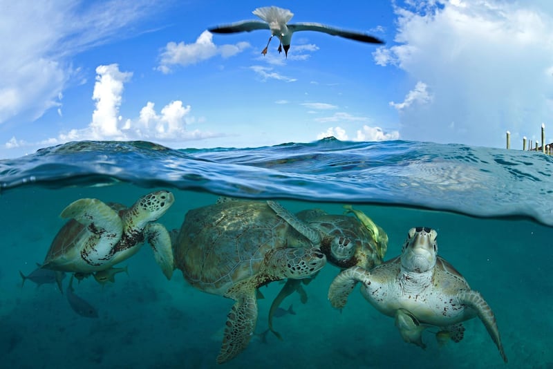 Turtle Time Machine by Thomas Peschak. At locations like Little Farmer’s Cay in the Bahamas, green turtles can be observed with ease. An ecotourism project run by fishermen uses shellfish scraps to attract the turtles to the dock. Without a time machine it is impossible to see the pristine turtle population, but Thomas hopes that this image provides just a glimpse of the bounty our seas once held. Courtesy Natural History Museum 