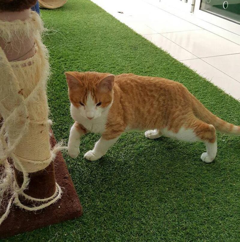 Pickle was near death when he was rescued. Photo: Animal Action UAE