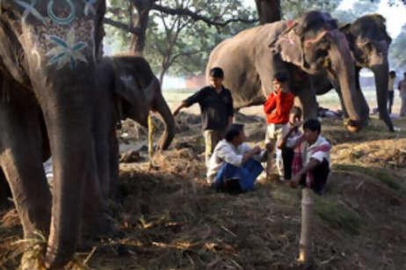 Mahouts look after elephants in the morning sun as they wait for business during the Sonepur festival.