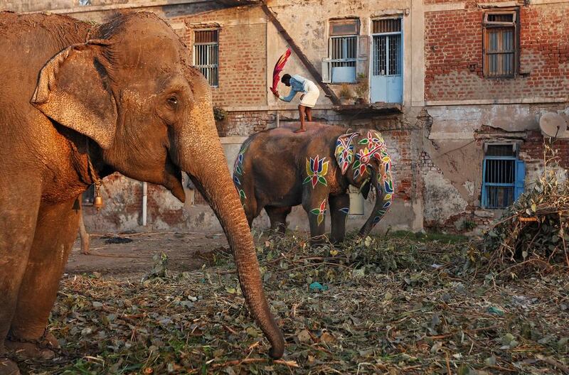 A mahout cleans the dust from his elephant in Ahmedabad, India. Amit Dave / Reuters
