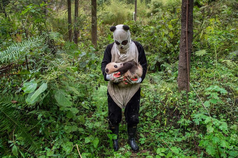 Ami Vitale's 'Rewilding' captures a moment at the Wolong’s Hetaoping center in Sichuan Province, where captive-bred bears training for life in the wild are kept relatively sheltered from human contact, even during a rare hands-on checkup. Photographer: Ami Vitale