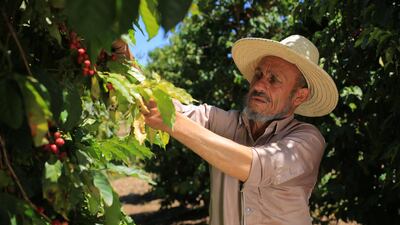 The People’s Coffee operations team works closely with Yemeni farmers. Courtesy People's Coffee 