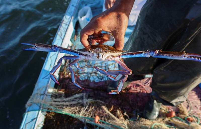 Fisherman Salah Zawem shows off a blue crab. 'Before this Daesh (or 'ISIS', a name given by fishermen to the blue crabs) appeared, we used to find fish, but now we no longer find anything.' 