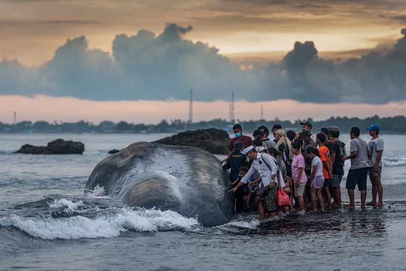 Villagers gather round a sperm whale washed up on Yeh Malet beach in Klungkung, Indonesia. AFP