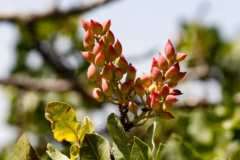 Pistachio trees grow in the reserve. Photo: AFP