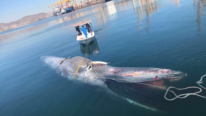 A whale washes up at Khor Fakkan Port on Monday.