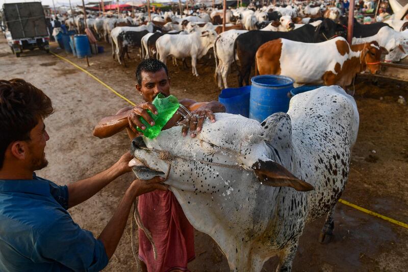 A bull at a cattle market on the outskirts of Karachi. AFP